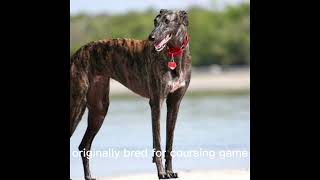 The Greyhound by AFFINITYX#allaboutanimals# 449 views 6 months ago 38 seconds