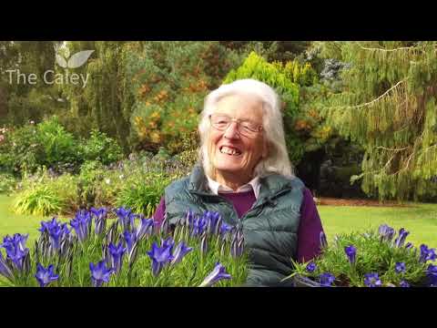 Video: Grov Gentian