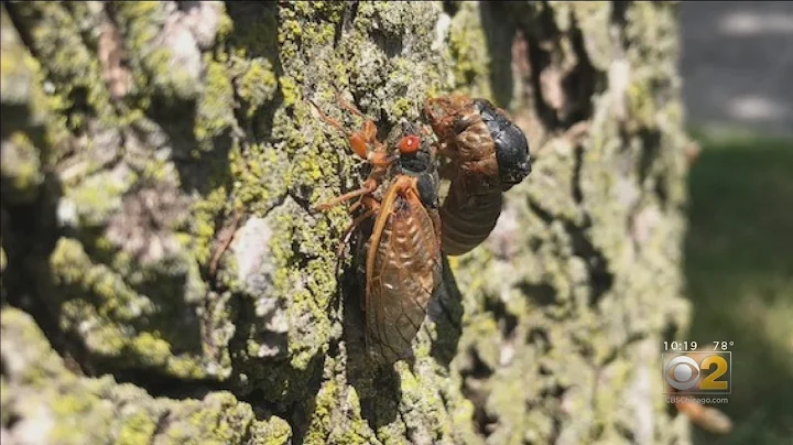 Some 17-Year Cicadas Emerging Early In Western Suburbs - DayDayNews