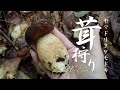 茸狩り【ヤマドリタケモドキ】夏キノコ ポルチーニ 今年も豊作のヤマドリタケモドキ採り きのこ料理