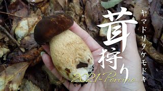 茸狩り【ヤマドリタケモドキ】夏キノコ ポルチーニ 今年も豊作のヤマドリタケモドキ採り きのこ料理