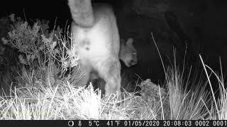 León macho marcando territorio