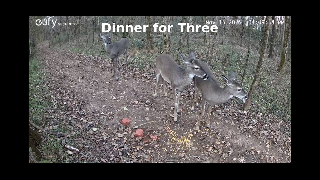 Peaceful Deer Family | Doe & Twin Fawns Eating Corn in the Woods | Relaxing Nature Wildlife Video