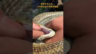 ヘビの口ん中さ見てみっぺ