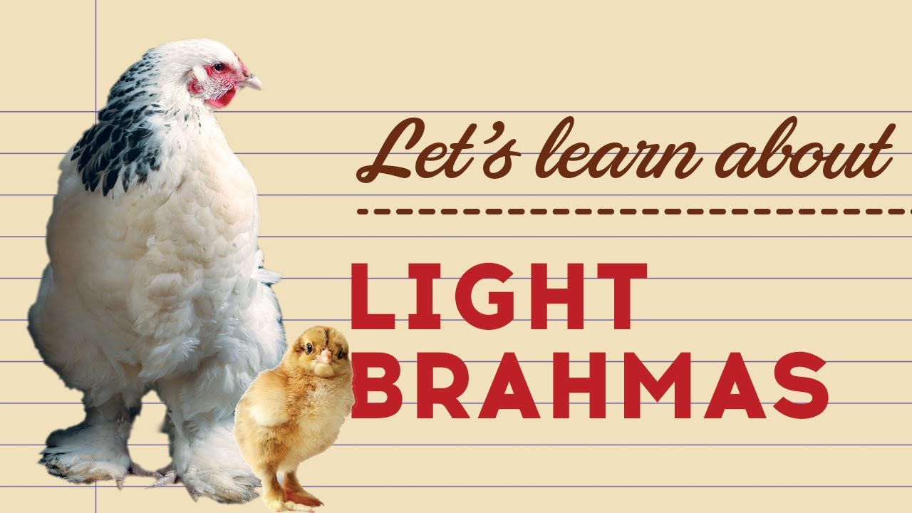 Light Brahma Chicken  Eggs, Chick, Hatchery, Temperament