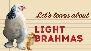 Light Brahmas - Popular Egg Laying Breeds