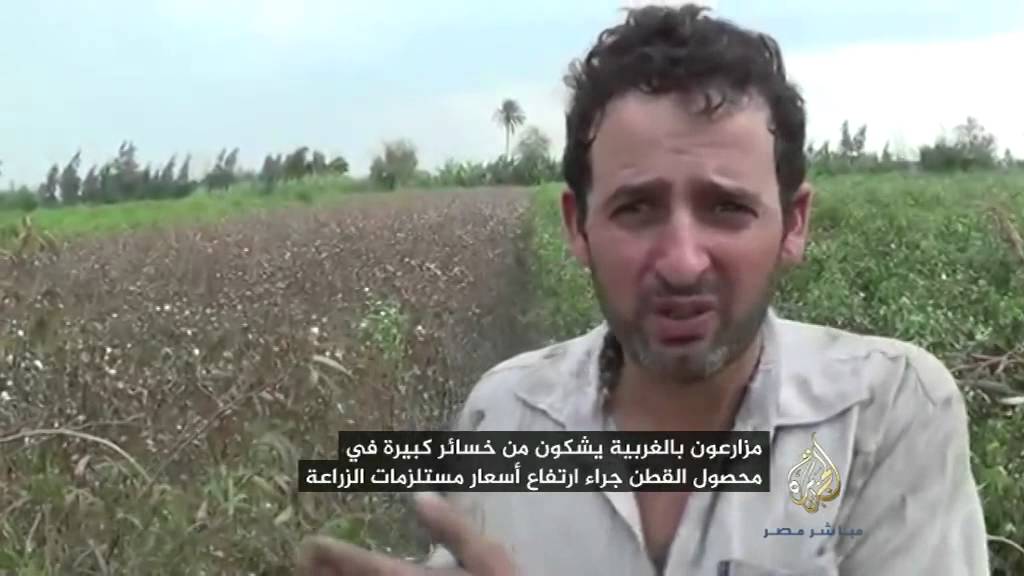 خسائر محصول القطن بالغربية لارتفاع أسعار مستلزمات الزراعة
