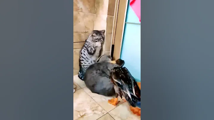 Watch the video about Best Funny Animals #compilation 🐶 Dog & Cats 🐱 Viral Clips | #funny Amazing #shorts Video| #trending