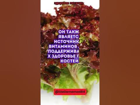 Салат лолло россо содержит лактукексин, вещество, способствующее ... # ...