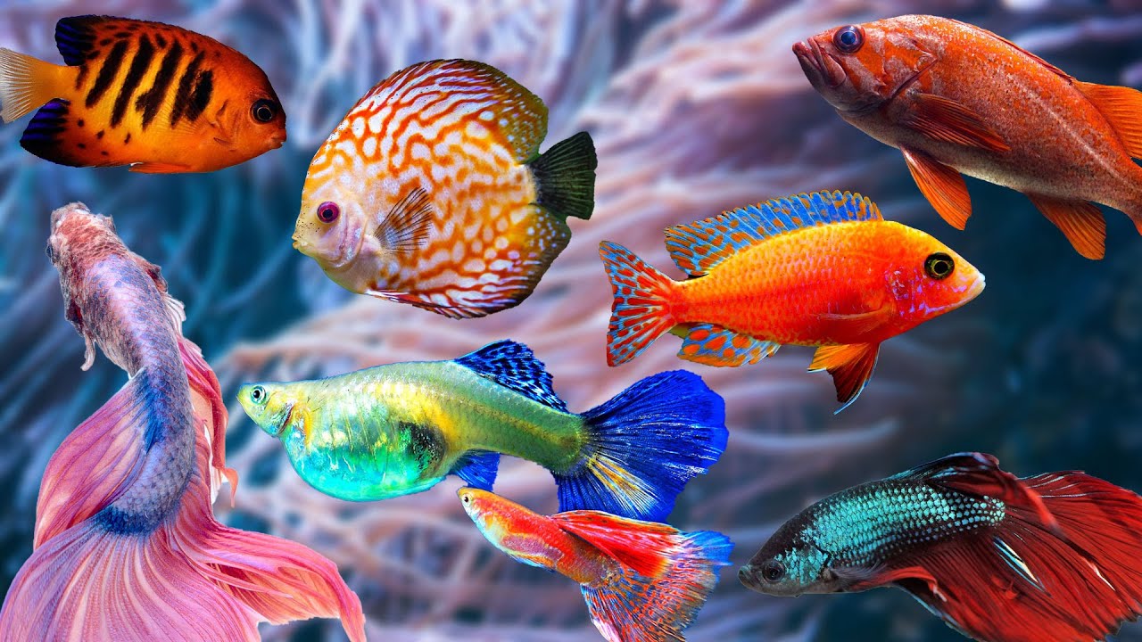 Colorful underwater fish representing diverse vibrant VPS hosting options available payments
