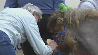 Mini horses stop by senior centers in Shippensburg