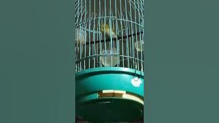 Pleci Monty wiklus wiksar