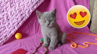 Cutest British Longhair Cat Ever! (Fiona) Funny Cat Videos by Numan Gürsoy 2,217 views 1 year ago 2 minutes, 29 seconds