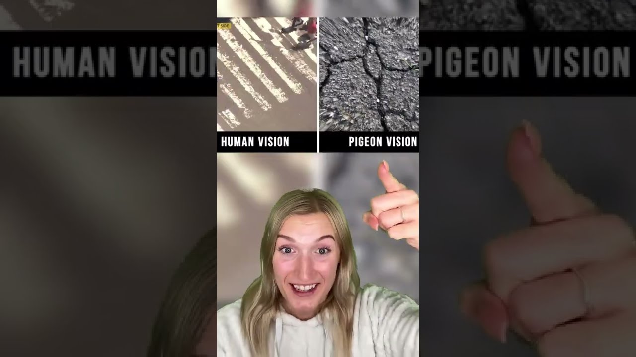 HOW ANIMALS SEE THE WORLD WITH THEIR EYES 