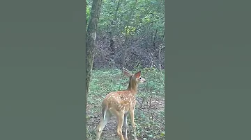 Hope You Have A GREAT Sunday Christian Deerhunting Landmanagement 