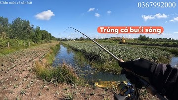 Câu lure cá lóc dạo ở Tân Phước Tiền Giang