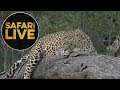 safariLIVE - Sunset Safari - June 13, 2018