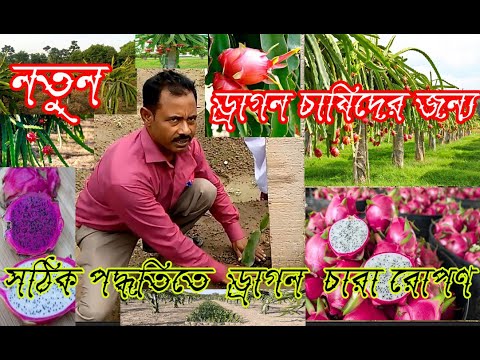 ভিডিও: কীভাবে মিষ্টিযুক্ত সাইট্রাস ফল তৈরি করবেন