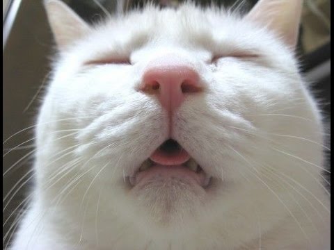 憎たらしいけど可愛い顔をしてこっちを見つめる白い猫 white cat staring at me with a cute face【のらねこ