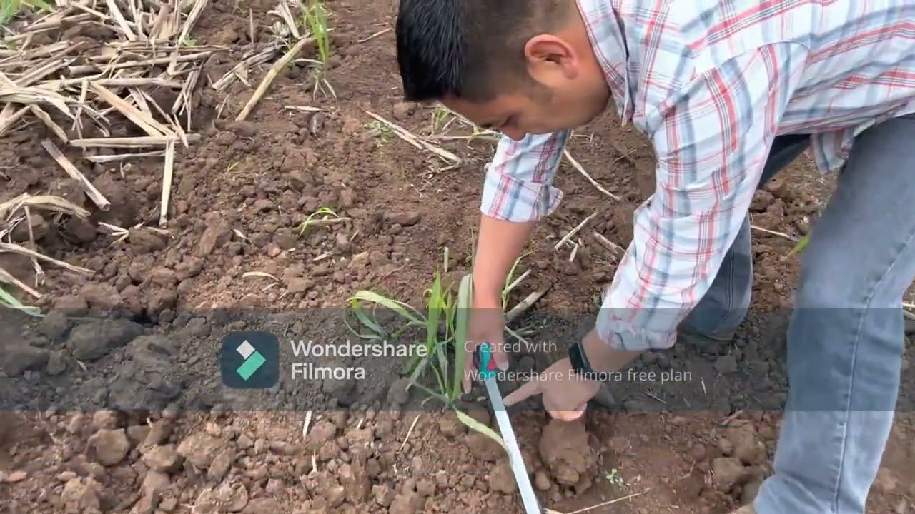 Evaluación del porcentaje de despoblación en Caña de Azúcar