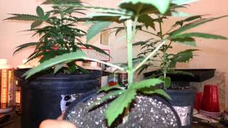Probation grow week 6