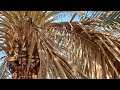 تنظيف مزارع النخيل من مخلفاتها..Date Palm Wastes Management