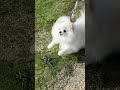 Cuteness Attacks! #shorts #trending #viral #funny #dog