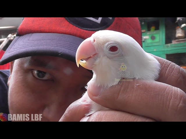 ini baru panen lovebird ALBINO || BAMIS LOVEBIRD farm class=