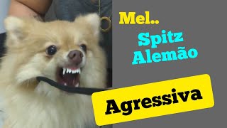 Mel, uma Spitz Alemão, Brava, agressiva, como resolver isso ?