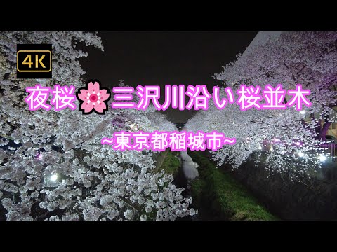 4K【🌸夜桜🌸川沿い満開桜ライトアップ🌸】【第12回 三沢川 桜・梨の花まつり】【三沢川沿い約320本の桜並木が約900m続く】【東京都稲城市三沢川】【稲城市役所】