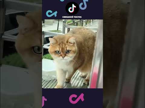 НОВЫЕ ПРИКОЛЫ с котами 2025 😅 Смешные коты, Смешные видео #shorts #смешныекоты #смешныеживотные