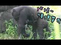D'jeeco Family|Gorilla|Taipei zoo|Jabali 抓住Iriki 的腳被推開，Jabali 疑惑的東張西望，終於發現認錯腿了