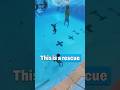 Freediver Rescues Mermaid from Fake Blackout 😱 (No Fins!)