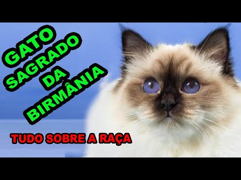 Vídeo: Gato Birmanês: Origem Da Raça, Características Externas, Foto De Um Gato Sagrado, Condições De Manutenção E Cuidados, Comentários Do Proprietário