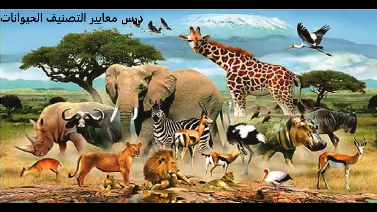 علوم2متوسط درس اسنخدام معاير التصنيف نشاط1و2