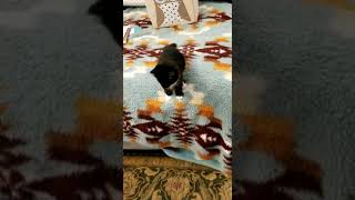 Kitten Convinces Self To Jump!