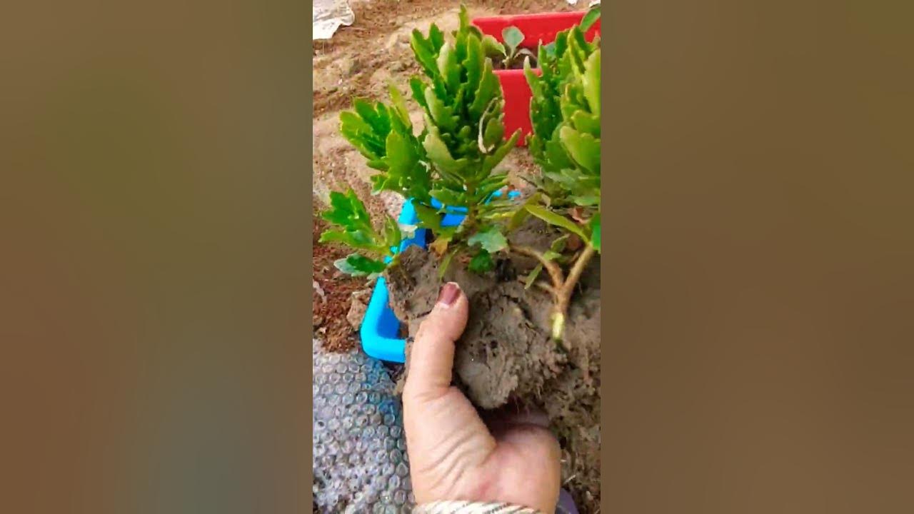 Repotting kalanchoe plant shortvideo YouTube