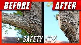 3 Cut Method to Safely Trim Tree Branches