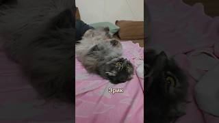 Эрик и Ватсон. #catvideos #короткиевидео #cat #красиваямузыка #душатакаянежная