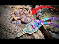 Rare White Tail Hog Nose Viper Encounter in Costa Rica: Amazing Dream Come True!