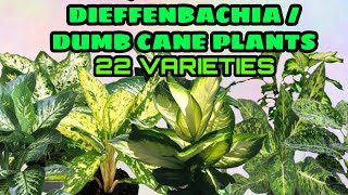 22 Varieties Dieffenbachia Dumb Cane Plants