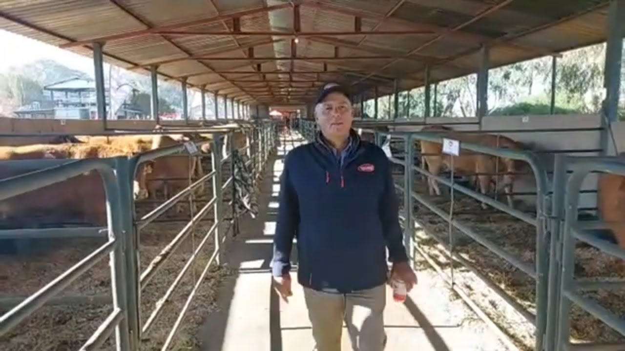 Ben van Vleissentraal Klerksdorp die oggend voor die Dante Deo Limousins Veiling