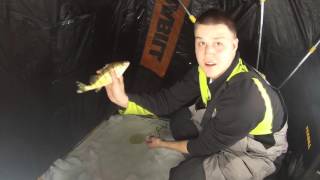 Lake Nipissing Jumbo Perch January 2016