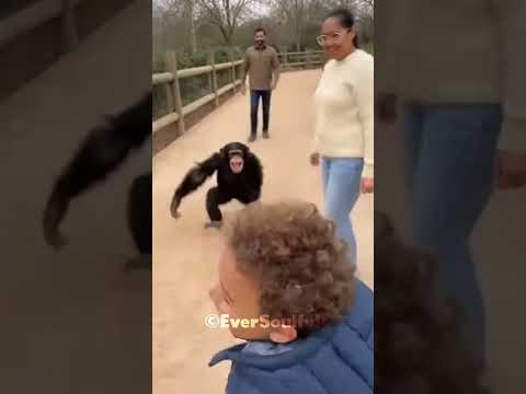 Chimp Won’t Be Separated from His Buddy Again 💖