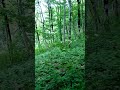 Beautiful interesting light forest in the mountains Красивый интересный светлый лес в горах 山の美しい興味深