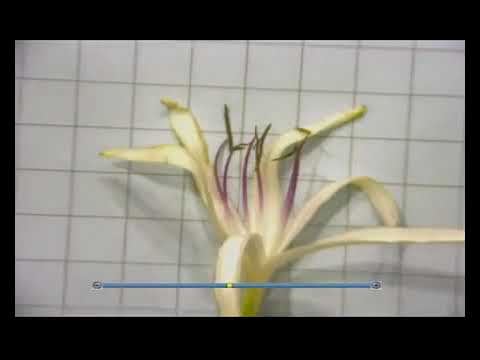 bio 11 03 03-structural organization- morphology of plants - 3