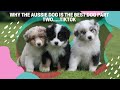 Why The Aussie Dog Is The Best Dog Part Two.....TIKTOK