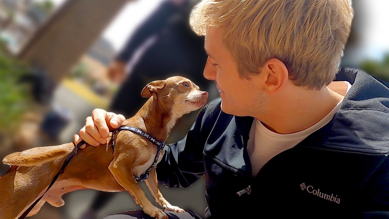 Why I flew to Mexico just to meet this dog 🇲🇽 🐶