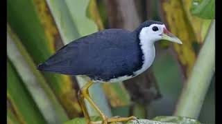 BUNYI BURUNG KERUAK BETINA ..KUAK..WAK.. WAK
