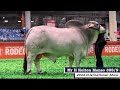 Mr H Kelton Manso 308/9 - 2022 International Brahman Show